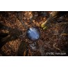 VIBE HANDPAN D Celtic Minor 8